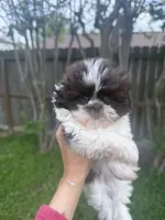 Machiek, a female Shih Tzu for sale in Spring, TX – Photo 3 of 4