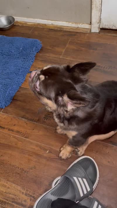 Mace, a male French Bulldog for sale in Spring, TX – 6 of 6