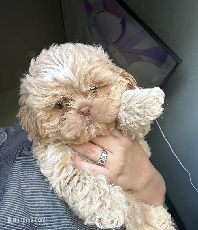 Qarth, a male Shih Tzu for sale in Spring, TX – Photo 1 of 3