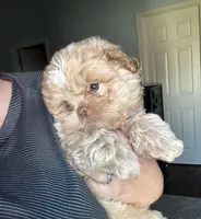 Qarth, a male Shih Tzu for sale in Spring, TX – Photo 3 of 3