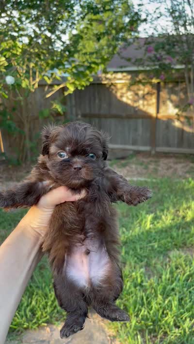 Poopies, a male Shih Tzu for sale in Spring, TX – 3 of 3