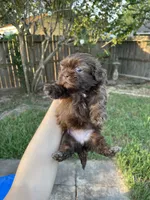 Poopsie, a female Shih Tzu for sale in Spring, TX – 2 of 3