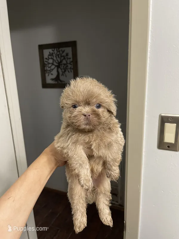 Cinnabon  – Shih Tzu puppy for sale in Spring, TX