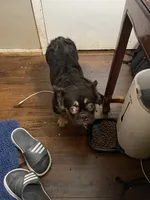 Mace, a male French Bulldog for sale in Spring, TX – 4 of 6
