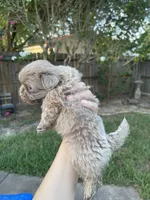 Cinnabon , a male Shih Tzu for sale in Spring, TX – 2 of 3