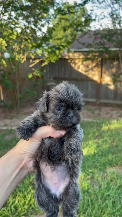 Grayson Gray Coat *RARE, a female Shih Tzu for sale in Spring, TX – 9 of 9