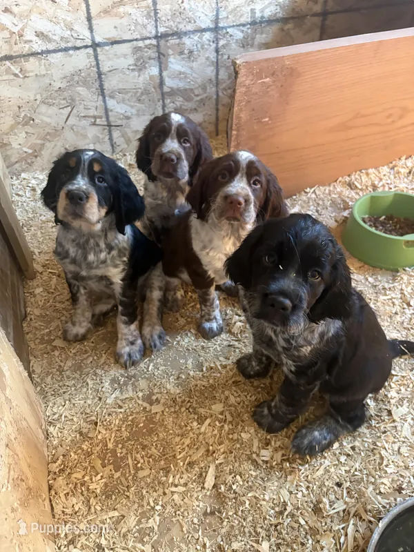 Brownie – English Springer Spaniel puppy for sale in Zeeland, MI