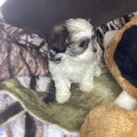 Girl shorkie, a female Shorkie for sale in Madisonville, TN – 7 of 10