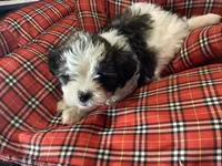 Blue Boy, a male Shorkie for sale in Madisonville, TN – 8 of 10