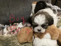 Boy Beige, a male Shorkie for sale in Madisonville, TN – 3 of 10