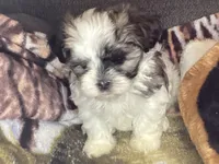 Girl shorkie, a female Shorkie for sale in Madisonville, TN – 10 of 10