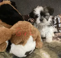 Girl shorkie, a female Shorkie for sale in Madisonville, TN – 2 of 10