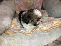 Boy Beige, a male Shorkie for sale in Madisonville, TN – 3 of 9