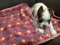 Pink , a female Yorkshire Terrier for sale in Madisonville, TN – 4 of 4
