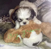 Boy Green , a male Shorkie for sale in Madisonville, TN – 3 of 8