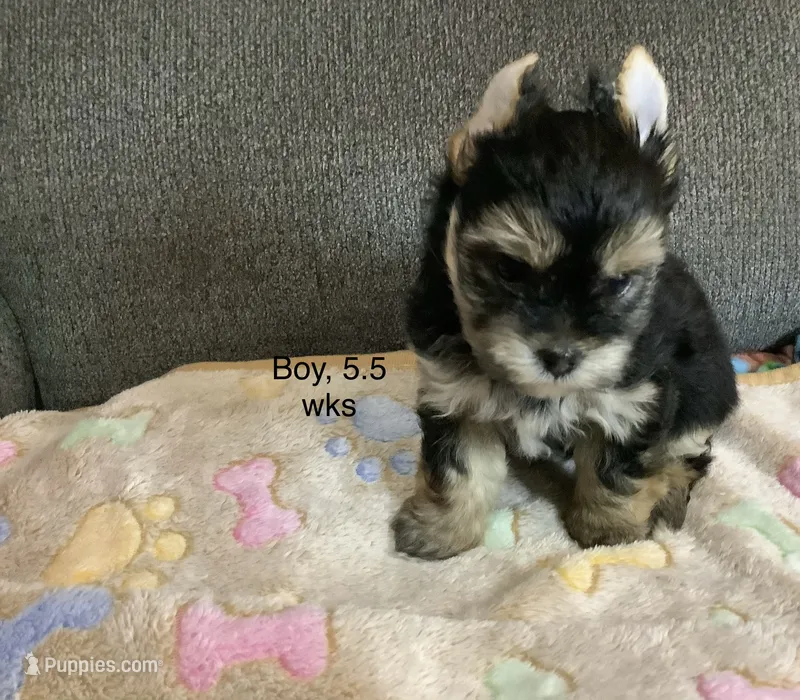 Traditional  – Yorkshire Terrier puppy for sale in Madisonville, TN