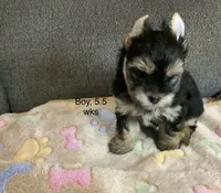 Traditional , a male Yorkshire Terrier for sale in Madisonville, TN – 1 of 7
