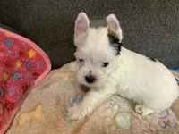 Ghost , a male Yorkshire Terrier for sale in Madisonville, TN – 5 of 6