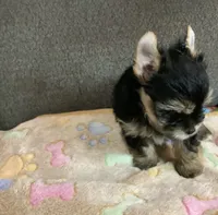 Traditional , a male Yorkshire Terrier for sale in Madisonville, TN – 5 of 7