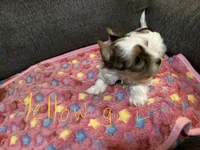 Yellow, a female Yorkshire Terrier for sale in Madisonville, TN – 2 of 10