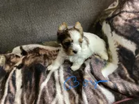 Boy , a male Yorkshire Terrier for sale in Madisonville, TN – 3 of 8