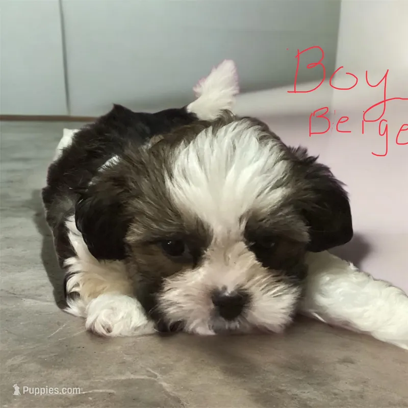 Boy Beige – Shorkie puppy for sale in Madisonville, TN
