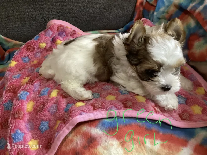 Green  – Yorkshire Terrier puppy for sale in Madisonville, TN