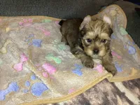Brown sable , a male Yorkshire Terrier for sale in Madisonville, TN – 4 of 6