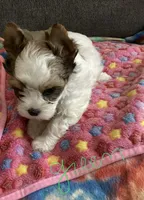 Green , a female Yorkshire Terrier for sale in Madisonville, TN – 8 of 8