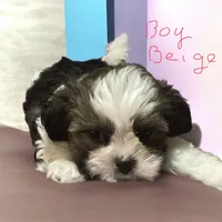 Boy Beige, a male Shorkie for sale in Madisonville, TN – 2 of 10