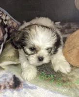 Boy Green , a male Shorkie for sale in Madisonville, TN – 4 of 8