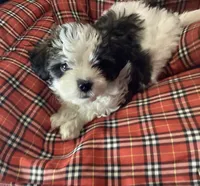 Blue Boy, a male Shorkie for sale in Madisonville, TN – 6 of 10