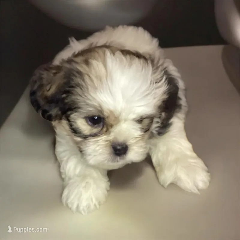 Boy Green  – Shorkie puppy for sale in Madisonville, TN