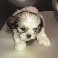 Boy Green , a male Shorkie for sale in Madisonville, TN – 1 of 8