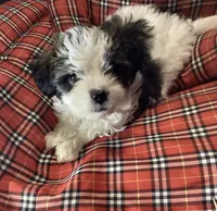 Blue Boy, a male Shorkie for sale in Madisonville, TN – 2 of 10