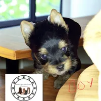 Maverick , a male Yorkshire Terrier for sale in Madisonville, TN – Photo 7 of 10