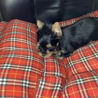 Maverick , a male Yorkshire Terrier for sale in Madisonville, TN – 8 of 10