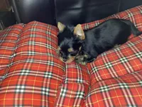 Maverick , a male Yorkshire Terrier for sale in Madisonville, TN – Photo 8 of 10