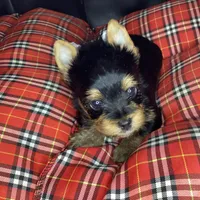 Maverick , a male Yorkshire Terrier for sale in Madisonville, TN – 9 of 10