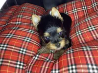 Maverick , a male Yorkshire Terrier for sale in Madisonville, TN – Photo 9 of 10