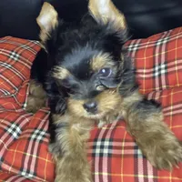 Maverick , a male Yorkshire Terrier for sale in Madisonville, TN – 5 of 10