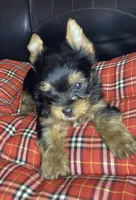 Maverick , a male Yorkshire Terrier for sale in Madisonville, TN – Photo 5 of 10