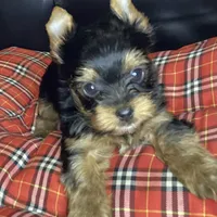 Maverick , a male Yorkshire Terrier for sale in Madisonville, TN – 3 of 10