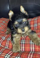 Maverick , a male Yorkshire Terrier for sale in Madisonville, TN – Photo 3 of 10