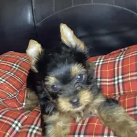 Maverick , a male Yorkshire Terrier for sale in Madisonville, TN – 10 of 10