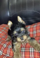 Maverick , a male Yorkshire Terrier for sale in Madisonville, TN – Photo 10 of 10