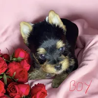 Maverick , a male Yorkshire Terrier for sale in Madisonville, TN – 6 of 10
