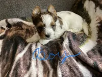 Boy , a male Yorkshire Terrier for sale in Madisonville, TN – 1 of 8