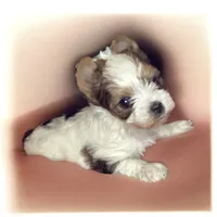 Parti, a male Yorkshire Terrier for sale in Madisonville, TN – 1 of 6