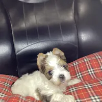 Parti, a male Yorkshire Terrier for sale in Madisonville, TN – 3 of 6